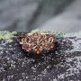 Shanice Darmah Gold Ring